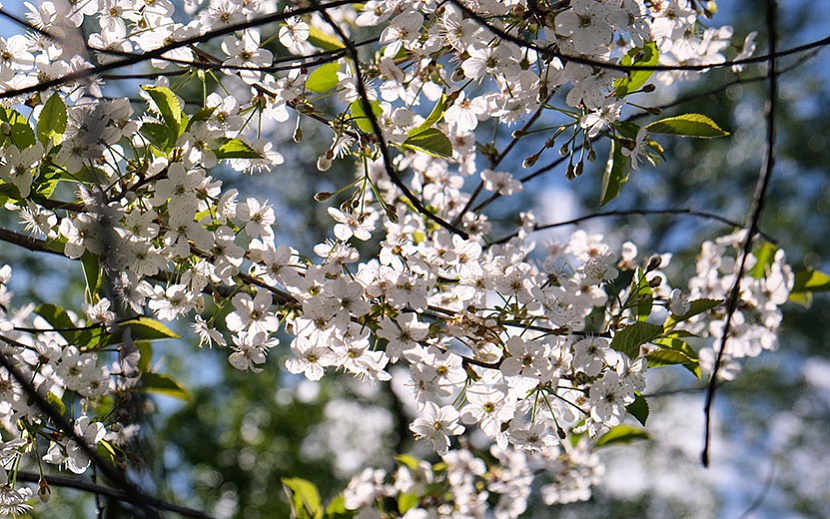 Весна в Ижевске. Фото: Алена Селезнева