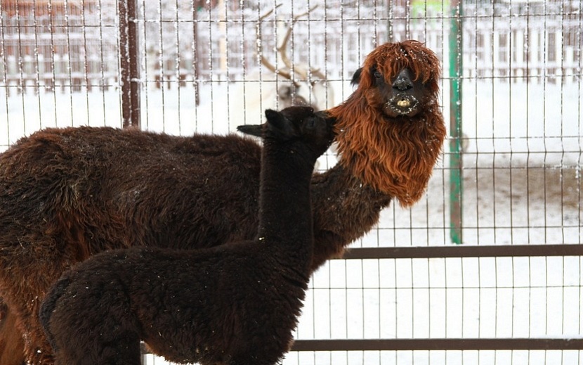 Фото: vk.ru/club_udm_zoo