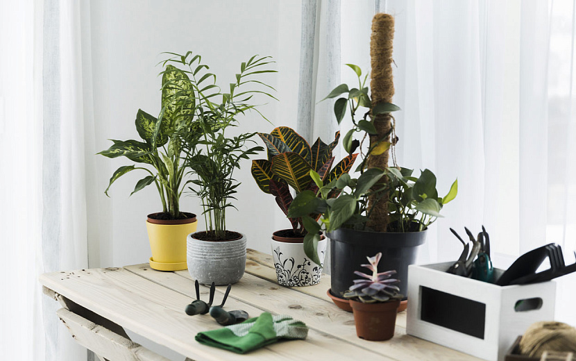 Организуйте заботу о цветах так, чтобы не упустить ни единой детали. Фото: Freepik.com