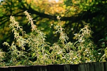 Специалист рассказал о пользе крапивы, редьки и репы