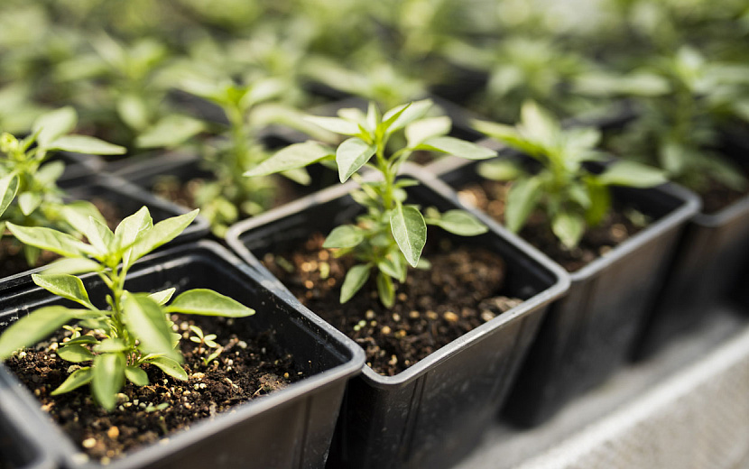 В феврале начинается сезон рассады. Фото: freepik.com