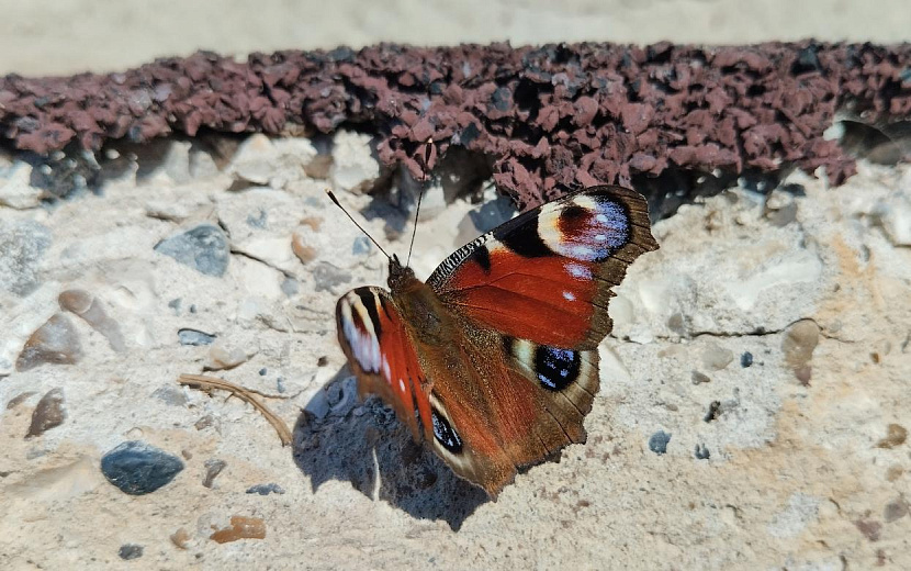 Фото: Екатерина Ардашева