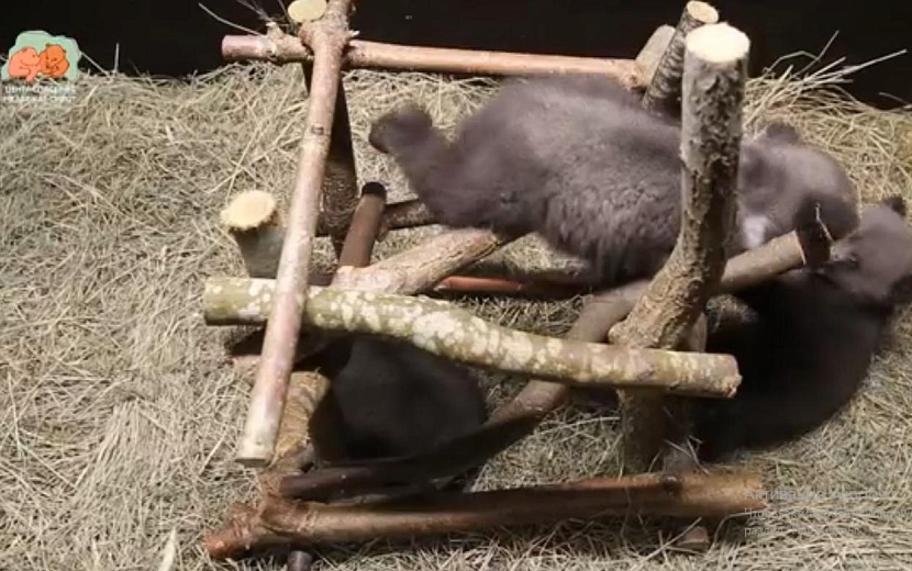 Фото: ﻿vk.com/obrcrussia