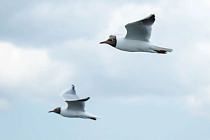 Очаг птичьего гриппа выявили в одной из деревень Игринского района
