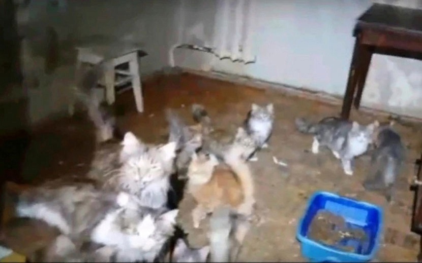 В квартире на ул. Воровского жили 50 кошек в антисанитарии. Фото: скриншот видео