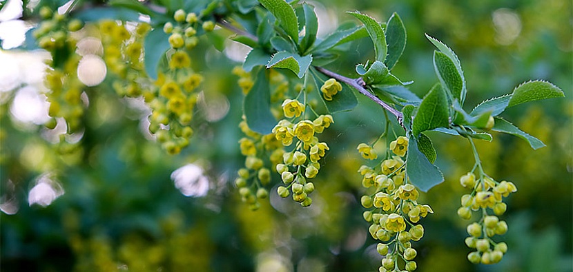 Алена Селезнева