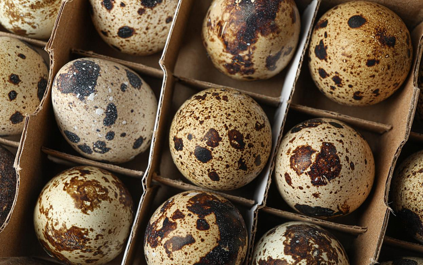 Фото: elements.envato.com