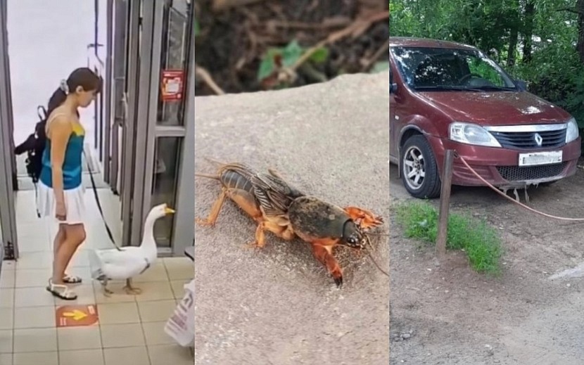 Фото: городские паблики Ижевска