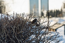 Погода в Ижевске на день: 11 января потеплеет до +2°С