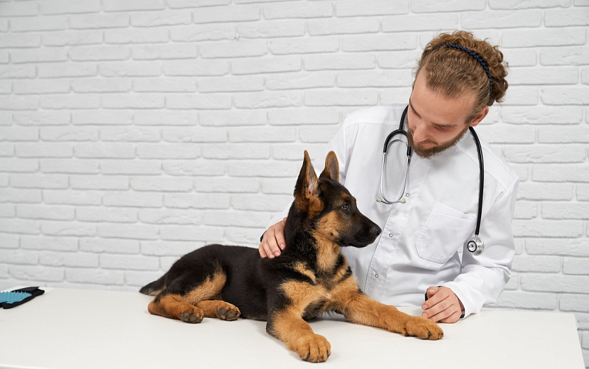 Не забывайте проверять здоровье вашего питомца. Фото: Freepik.com 