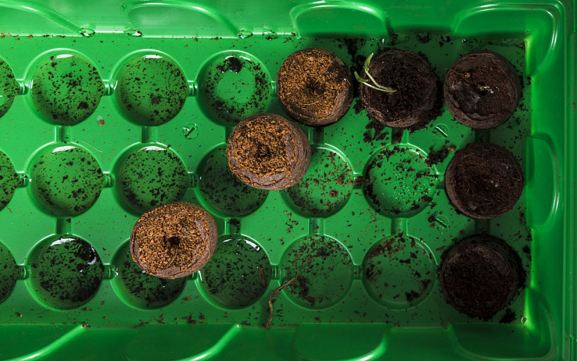 Почему «процент выживших» может так печально снижаться. Фото: freepik.com