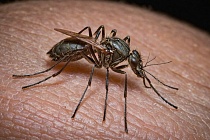 В Удмуртии не выявили случаев заболевания лихорадкой Западного Нила