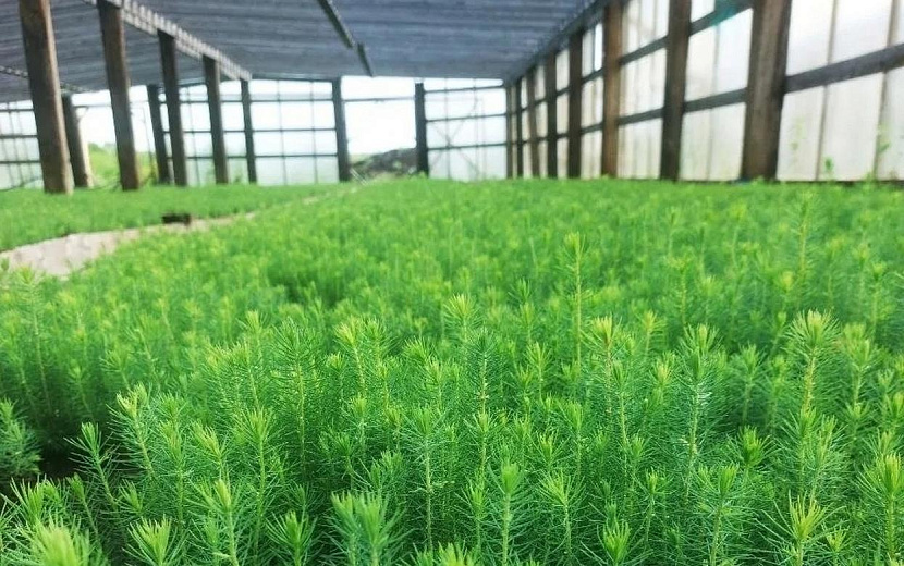 Фото: Удмуртлес