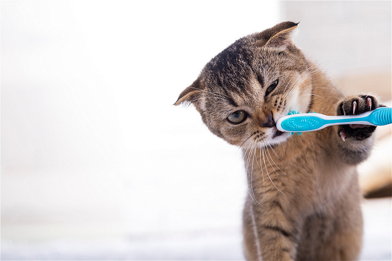 Ветеринар рассказал, как предотвратить кариес у кошки. Фото: envato elements. 