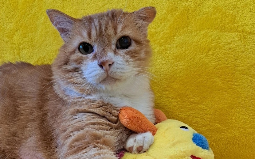 Юлий. Фото: «Котофейня»