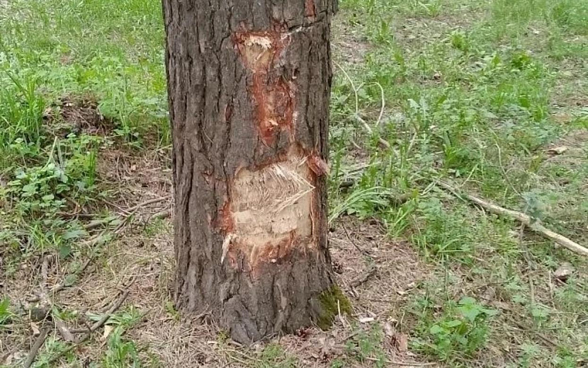 Фото: Госавтоинспекция Удмуртии