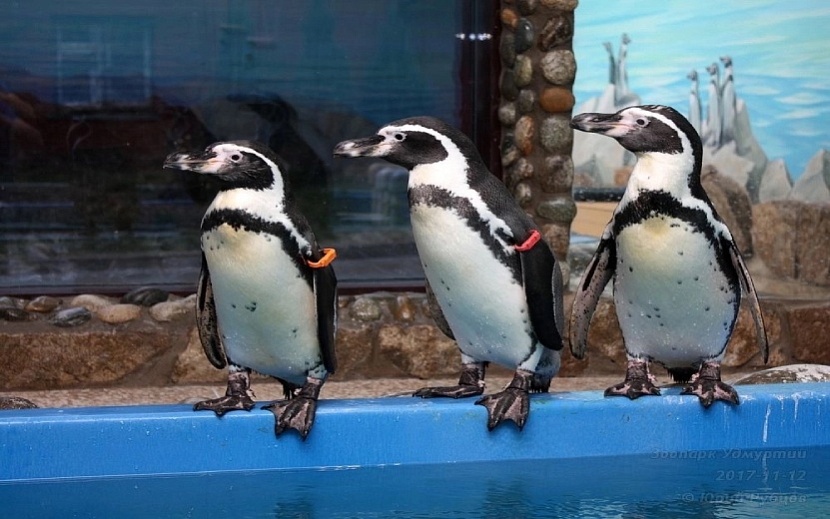 Пингвины приспособились к непривычному для них климату в Удмуртии. Фото: club_udm_zoo