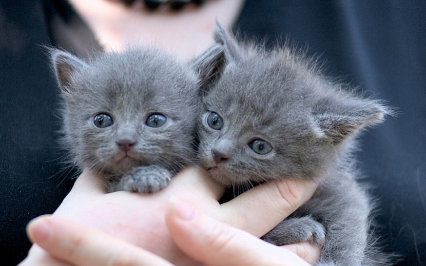 Котята. Фото: «Муркин дом»