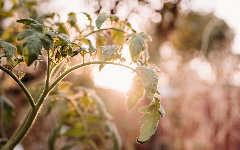 Фото: envato.com