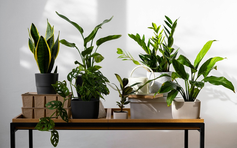 Как избавиться от назойливых насекомых. Фото: Freepik.com 