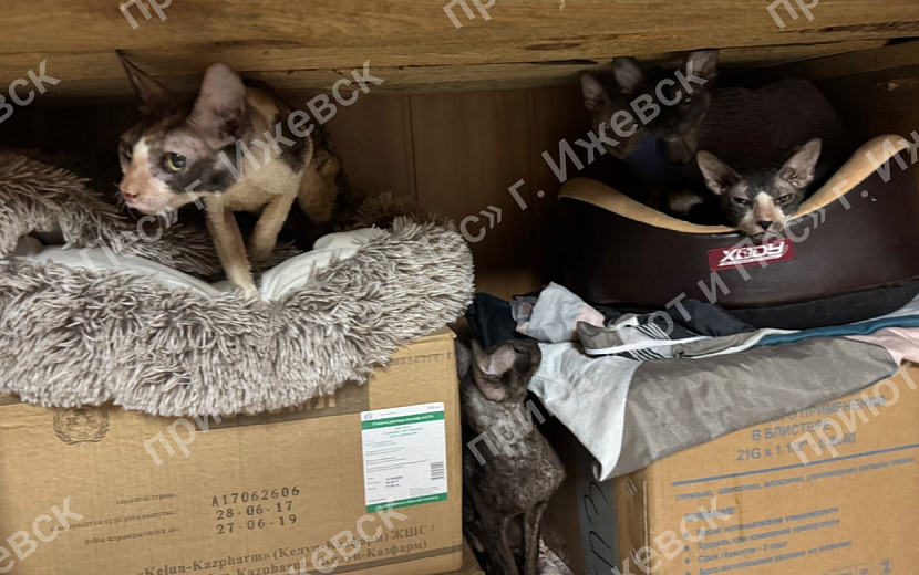 4 кошки погибли. Фото: приют для бездомных животных «Кот и пес».