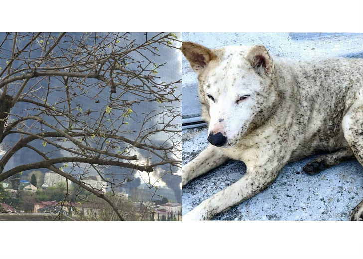 1 фото предоставлено IZHLIFE Татьяной Князевой. 2 фото - Телеграмм-канал Эдуарда Алиханяна, взятое из телеграмм-канала Волонтерского движения 