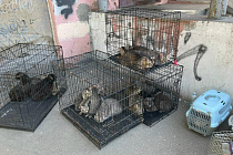 Квартиру со 112 кошками нашли в Ижевске