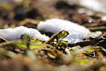 Новости Ижевска на утро 29 марта: «Стриж» перелетает на новое место, а наши побеждают на зимних играх