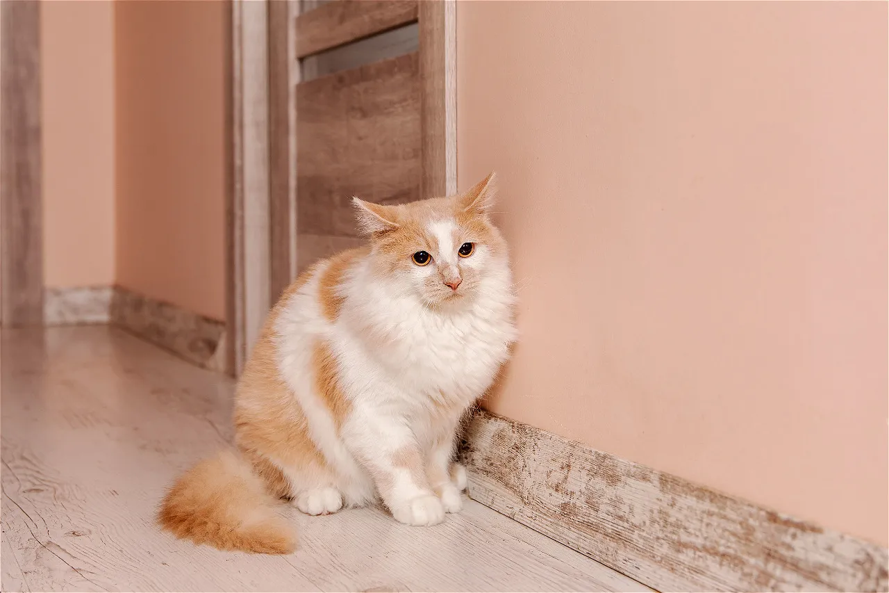 Кошка пропала из дома: 6 действий, которые резко повышают шанс найти ее живой