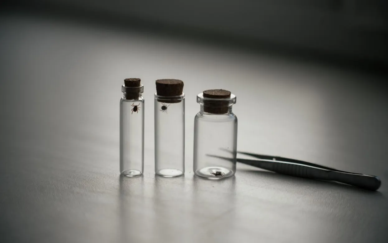 Сезон клещей открыт в России