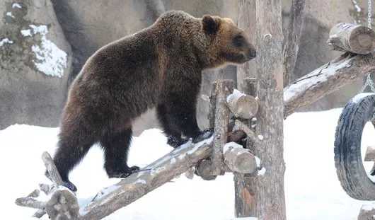 Почему медведи зимой уходят в спячку: причины и адаптации