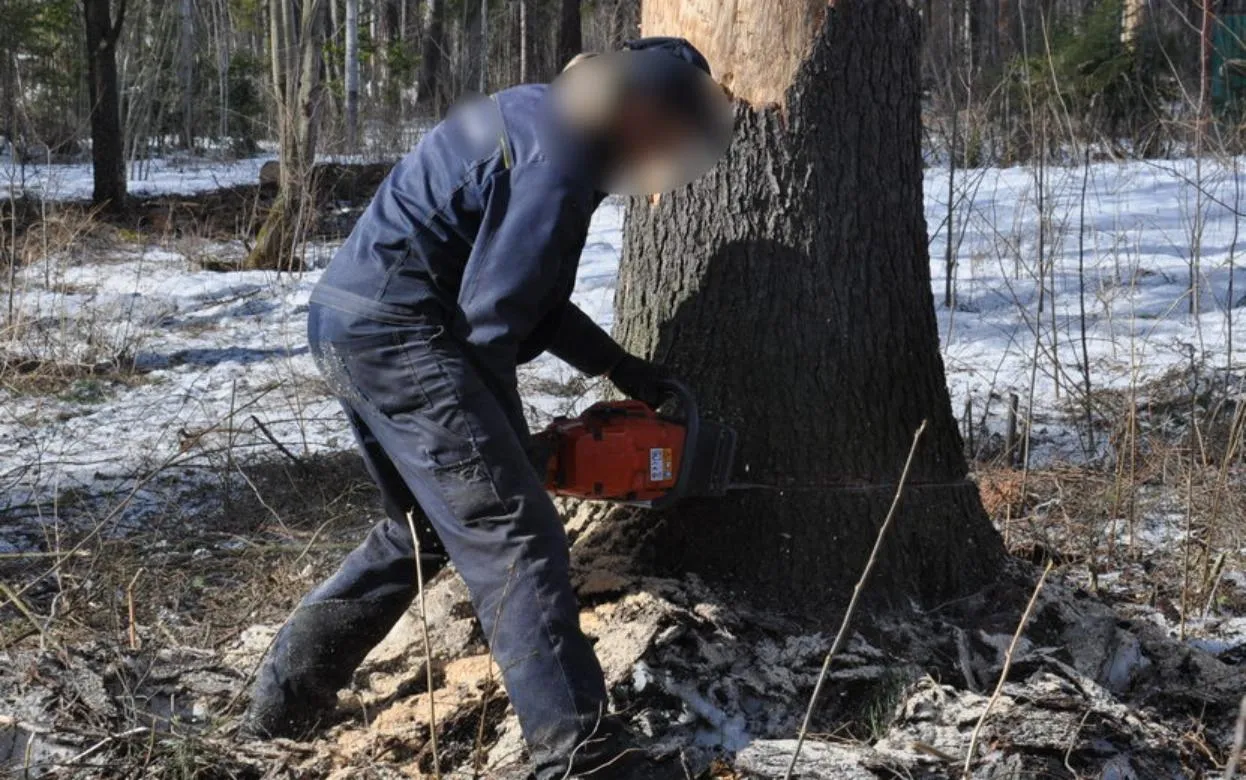 Жителя Сарапула осудят за незаконную рубку леса на 8 млн рублей