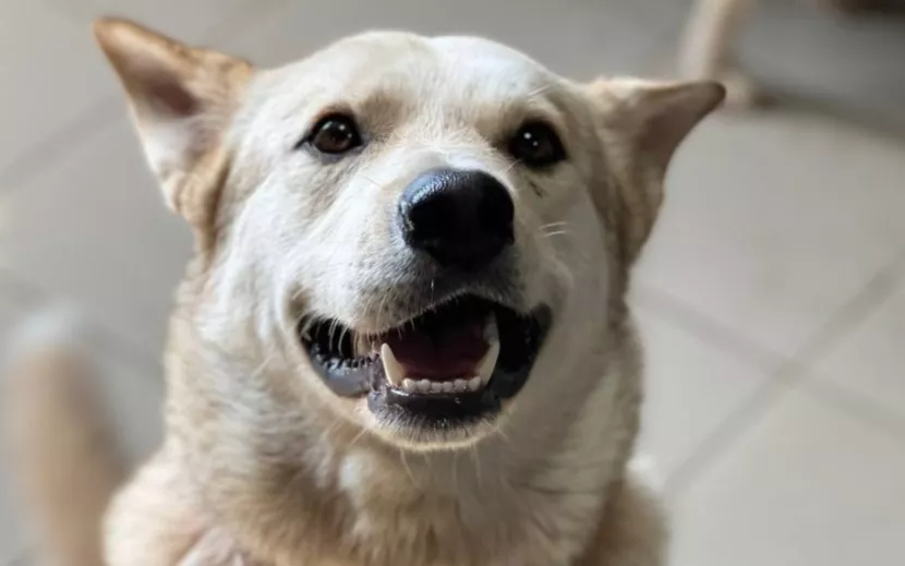 Фото: «Волшебные псы»