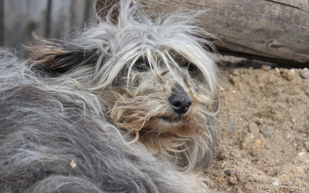 В Удмуртии начался отлов бездомных животных