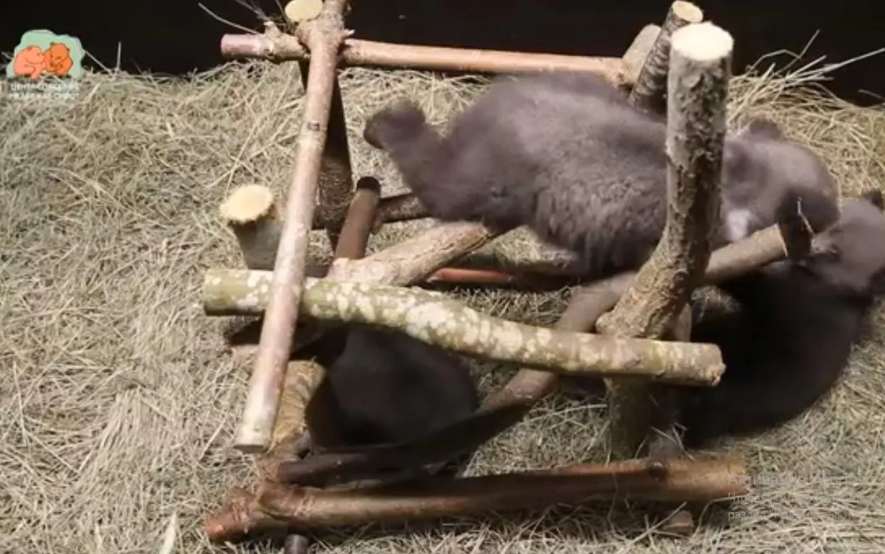 Спасенных в Удмуртии медвежат назвали Карамелькой, Коврижкой и Плюшкой