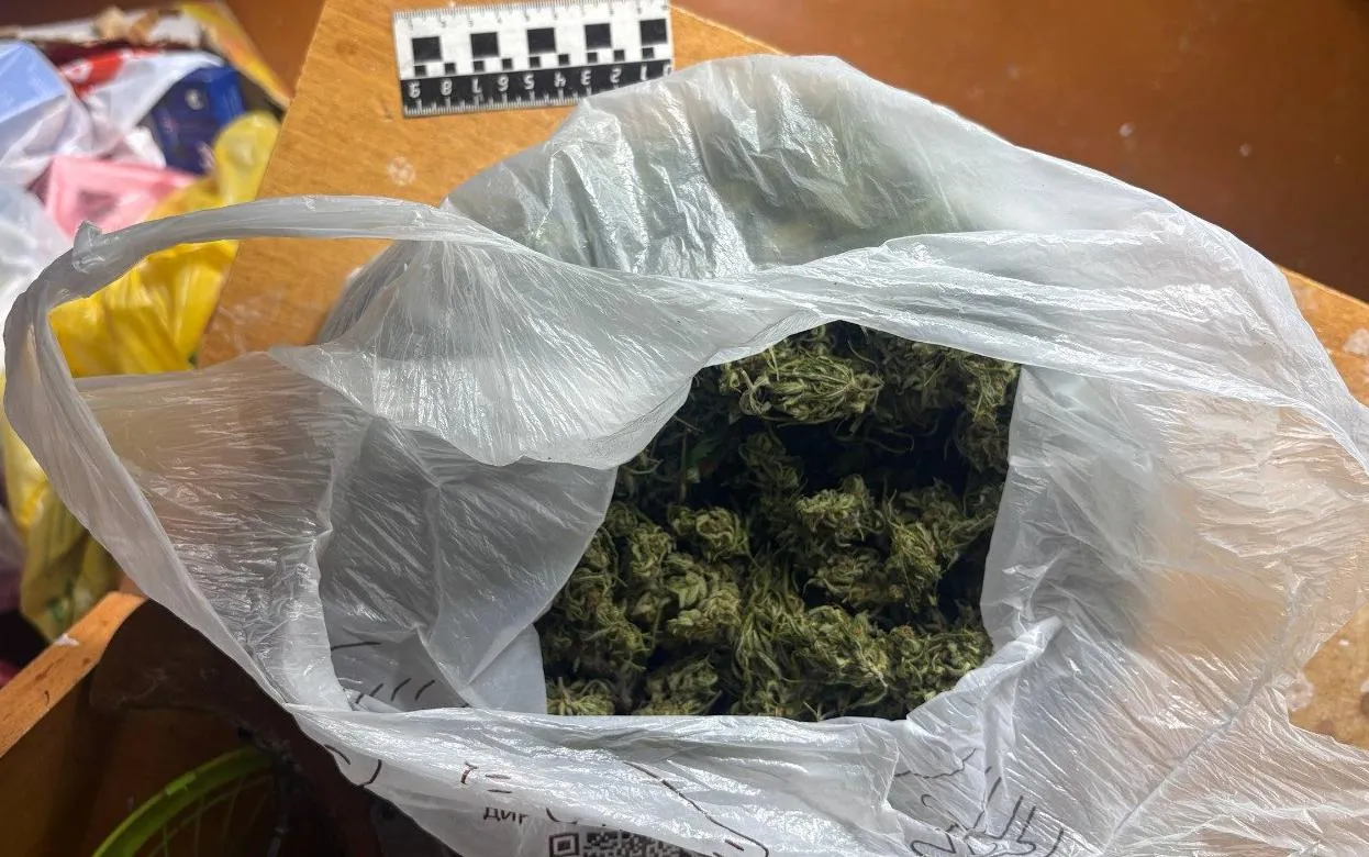 Теплицу с коноплей нашли в доме продавца из Удмуртии