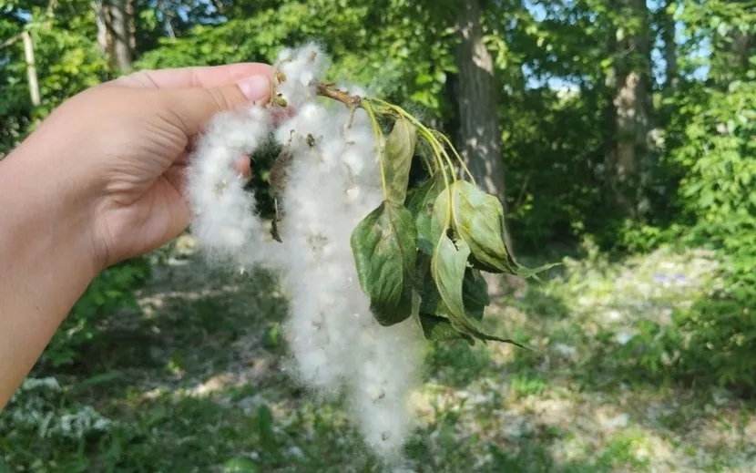 Тополиный пух в Ижевске. Фото: IZHLIFE