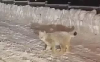 Видео: белую рысь заметили в центре Ижевска
