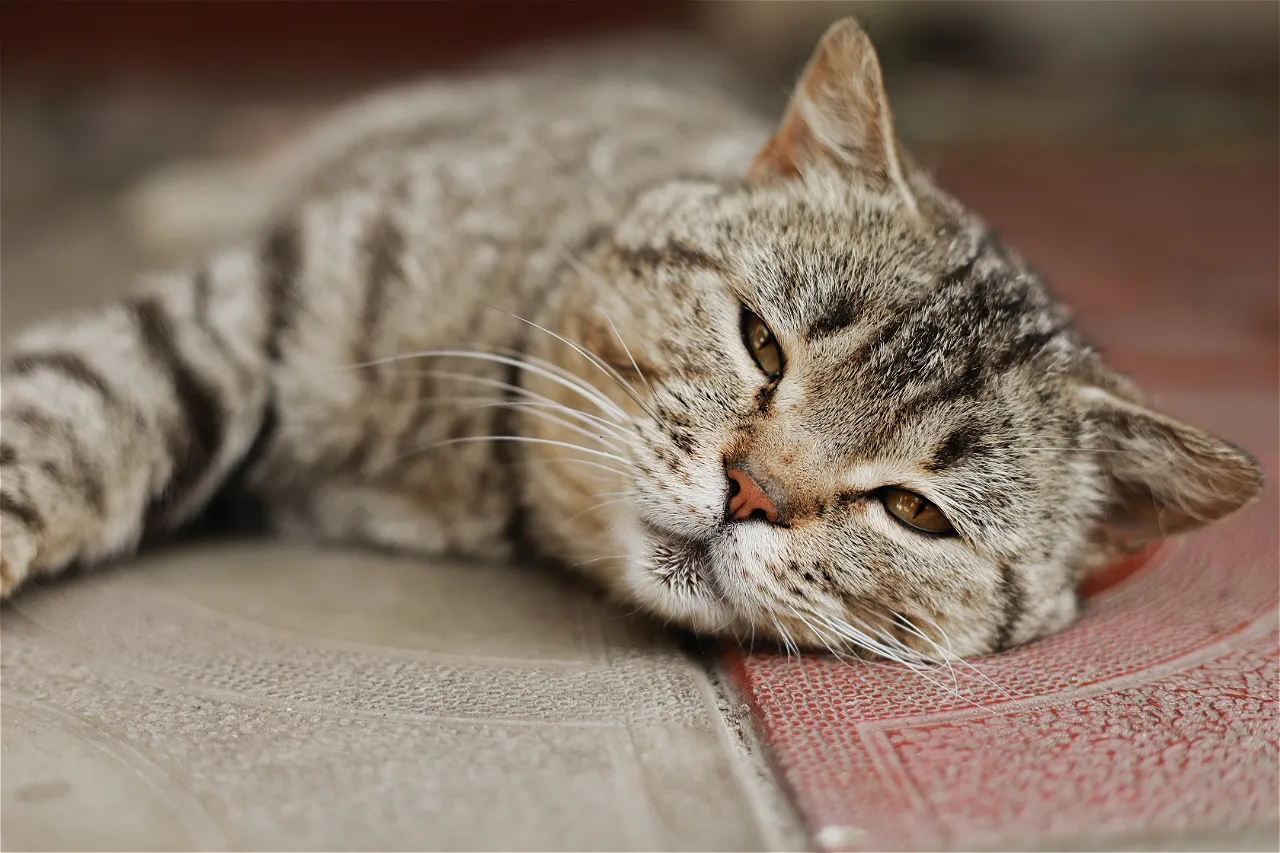 Кошка не скажет, что ей плохо: 5 состояний, при которых нельзя ждать до завтра и нужно срочно идти к ветеринару