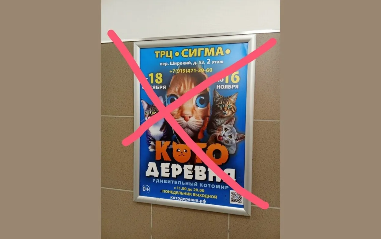 Контактный зоопарк с кошками выявили в Ижевске в ТРЦ «Сигма»
