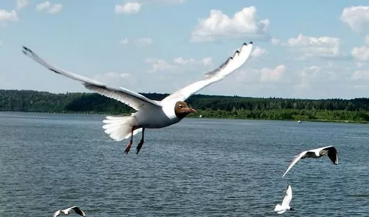 Е.Ворончихиной