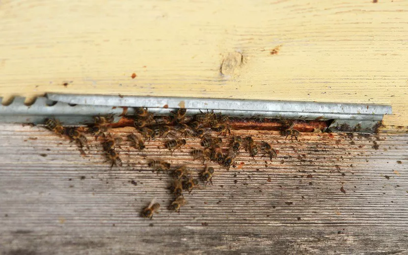 Главные новости Ижевска на 31 июля: традиционное воспитание девушек в школах и компенсация за гибель пчел 