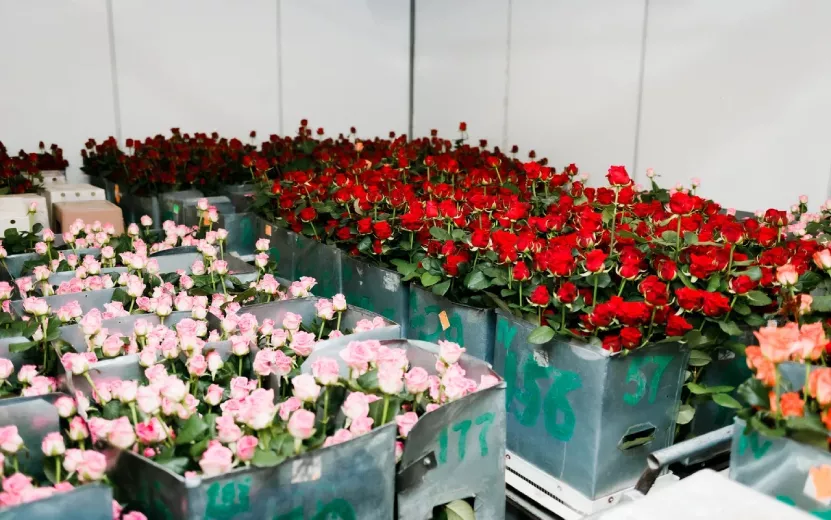 Таможня оформила поставку 18 тысяч тонн цветов в Россию