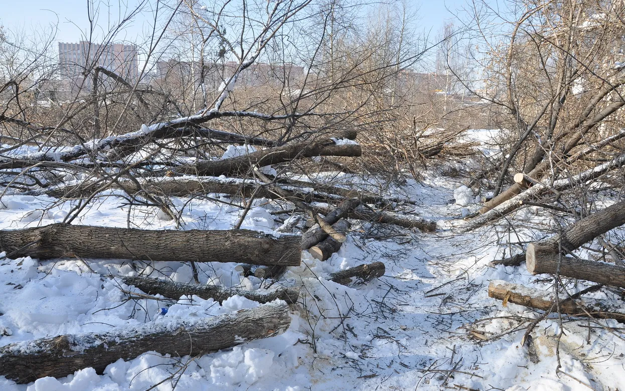 Деревья вырубят в лесопосадке вдоль ул. 40 лет Победы в Ижевске
