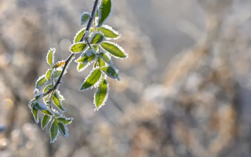 Сад в тепле: какие растения нужно укрывать на зиму, чтобы весной они проснулись здоровыми