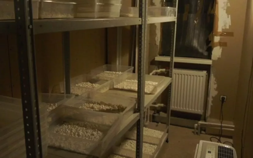 Жителей Удмуртии осудят в Перми по делу о сбыте почти 600 кг наркотиков