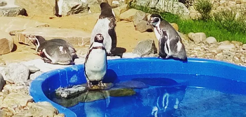 В зоопарке Удмуртии открылся вольер с краснокнижными пингвинами
