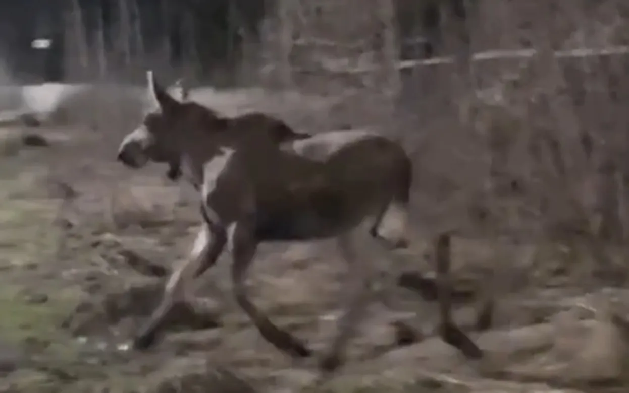 В Ижевске спасли забредшего в город лося