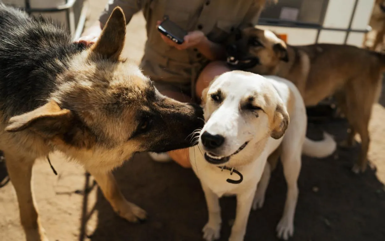 Число вывезенных из Удмуртии за рубеж кошек и собак снизилось на 27%