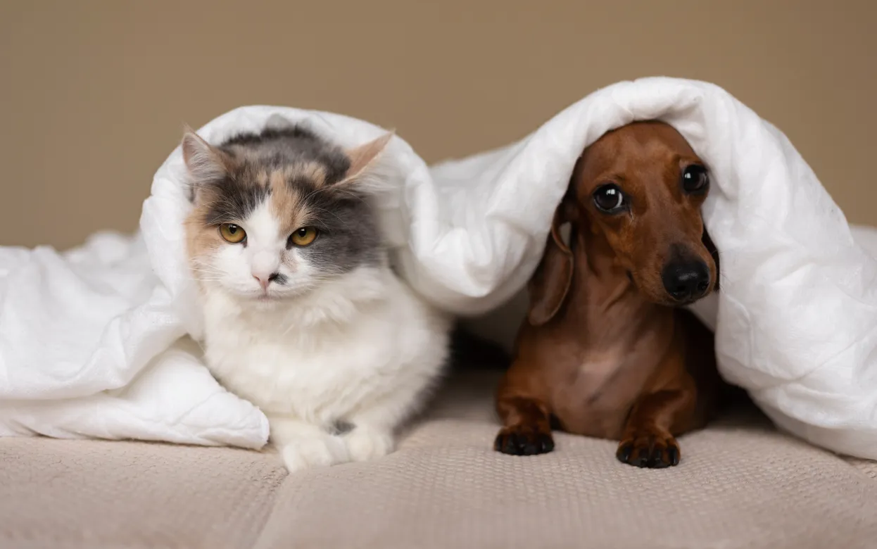 Не дай бог, но знать надо: полный чек-лист ветеринарной аптечки для собаки и кошки